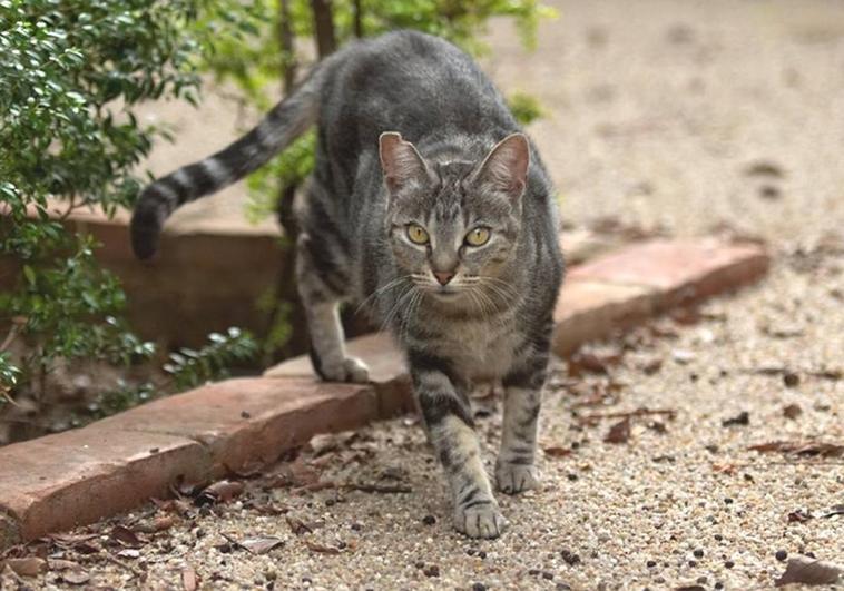 Palencia El Juicio Por Tirar A Un Contenedor Su Gato Herido Visto